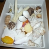 チョウチョ貝とカワシンジュガイ