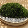 ホソバオキナゴケの苔鉢-98