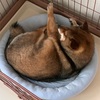 柴犬花のダイエット2日目