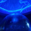 夜の水族館に行かナイト！