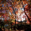 河口湖の紅葉　その２