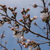 桜が開花しました