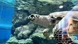 海の王者シャチに逢いに行く🩷前編・IN名古屋港水族館【南館】