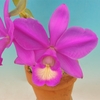 Cattleya nobilior f.rubra`Enami'