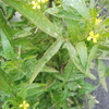 今日は午前中雨、午後から陽が差した