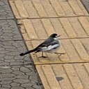 ハシビロコウのボウビロク
