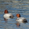 鳥撮散歩　ホシハジロ三昧の花水川