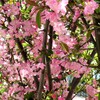 花木の花が咲いている