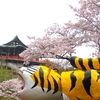 ２０２５ 桜を見る ～ 竜田川から信貴山