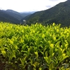 いよいよ二番茶開始