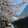二ヶ領用水 桜並木