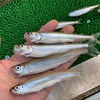 10/2(日)三河湖ワカサギ情報🐟！デカすぎ？ワカサギ！