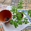 鉢増し
