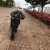 ニコがんばりました。