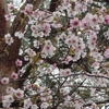 丹沢塔ノ岳～マメザクラ（豆桜）咲く大倉尾根を歩く