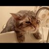 「猫かわいい」 おかしい猫 Vs 水 - 最も面白い猫の映画2017 #66