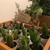 🌵🥸