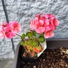 気になる…木になる…
