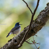 2019年5月18日の鳥撮り-お山