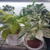 ポリポッドの植え替えタイミングは？