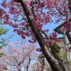 桜64華『さくら百華の道』でまたまた🌸をみてきました