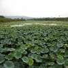 高田城址高田公園