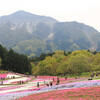 秩父羊山公園の芝桜