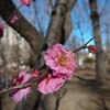 寄り道🎵  梅の花が開き始めました💠楽しい季節到来です🎵
