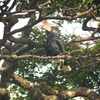 ハシダカサイチョウ(Black&White Casqued Hornbill)