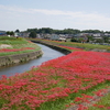  矢勝川堤のヒガンバナ