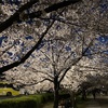 大阪城公園へ夜桜を観にいきました