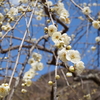 神奈川の花見 湯河原梅林