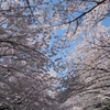 さくらさくら、どこまでも桜