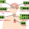   【基礎から学ぶ】内分泌腺・ホルモン【解剖生理学】