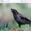 「貧乏」諺(10首歌)