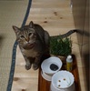 久々に猫草を食べたらゲロゲロなさった件