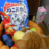 ねこねこワンダーランド写真館