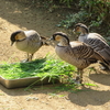 羽の仕組み：鳥が自在に舞う秘密