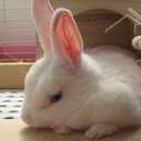 Me and My Rabbit