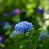 紫陽花と秋吉台