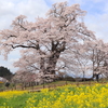 のどかな田園の丘の上に立つ堂々とした“種蒔き桜”を次世代へ