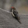 アカハシウシツツキ(Red-billed Oxpecker)