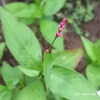 イヌタデ Persicaria longiseta