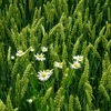 小麦畑に白い花