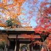 京都　嵯峨野　常寂光寺　　紅葉　