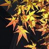 二十四節気「大雪」週末は20℃超に！