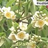 イジュの花