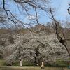 ４．５（土・晴れ）久しぶりの野川。桜満開。　大阪造幣局、桜の通り抜け。