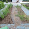 アスパラガス畝の雑草退治