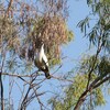 パプアソデグロバト(Torres Strait Imperial-Pigeon)